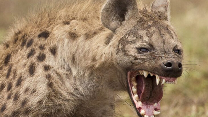 animals-that-could-defeat-a-hippopotamus