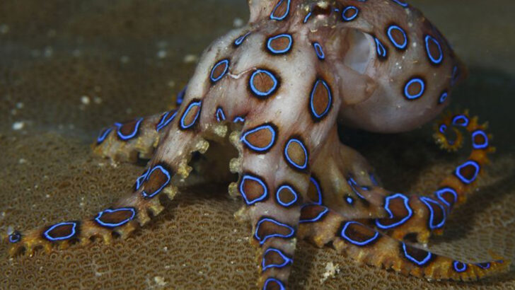 12 Animals That Deploy Potent Venoms for the Hunt (And 8 Prey Animals with Incredible Immunity to Toxins)