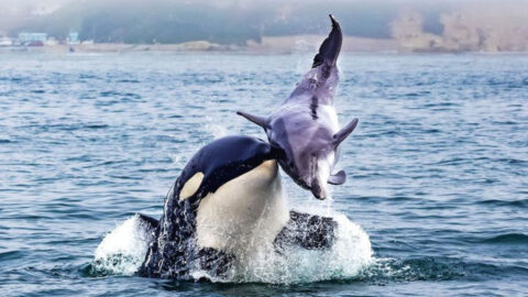 19 Animals With Hunting Adaptations That Seem Like Science Fiction (But