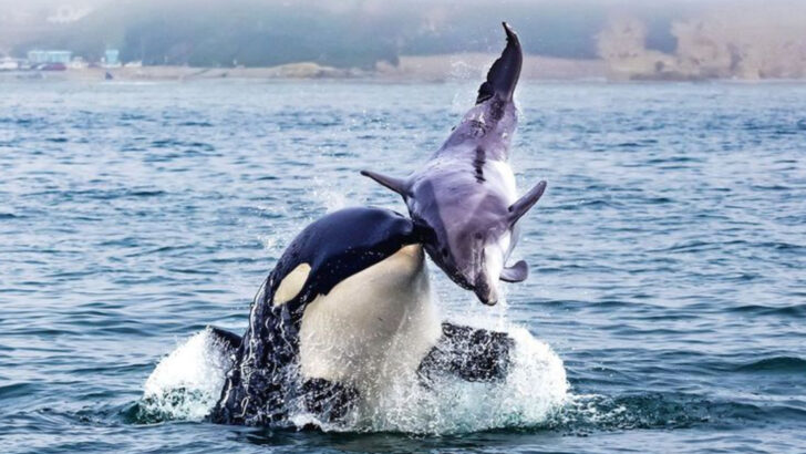 19 Animals With Hunting Adaptations That Seem Like Science Fiction (But Are Completely Real)