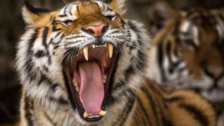 24 Animals with the Strongest Bite Forces in the Animal Kingdom