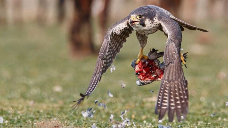 13 Backyard Birds That Are Actually Ruthless Killers (And What They’re Hunting)