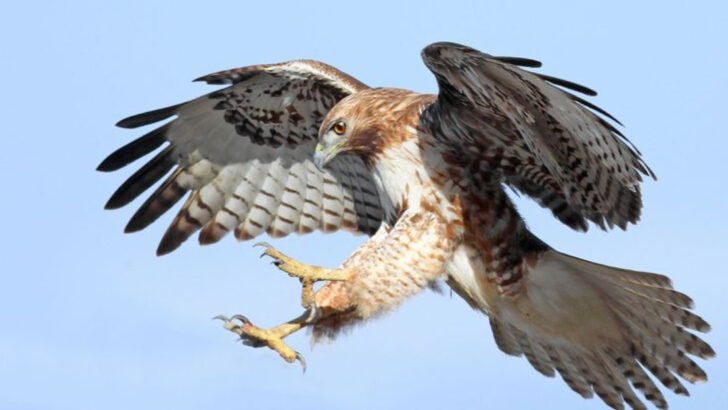 13 Backyard Birds That Are Actually Ruthless Killers (And What They’re Hunting)