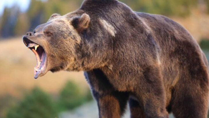 11 Bear Behaviors That Look Aggressive But Are Actually Signs of Fear (Knowing the Difference Could Save Your Life)