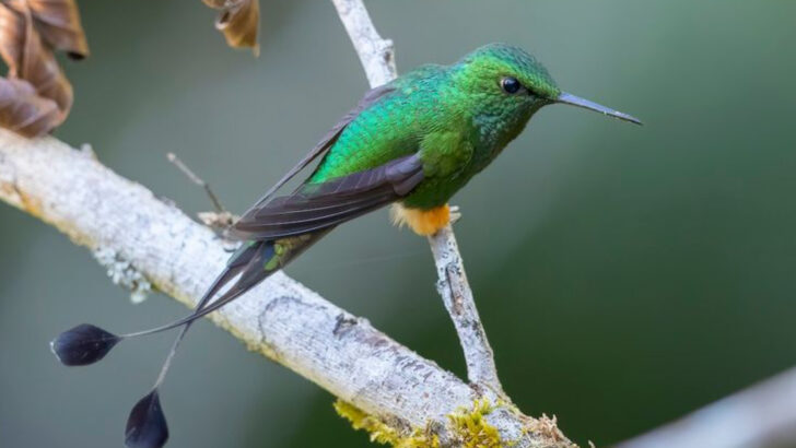 12 Beautiful Hummingbird Species You Won’t Find in U.S. Skies