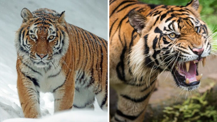 Bengal Tiger vs Siberian Tiger: 14 Key Differences That Reveal the Strongest