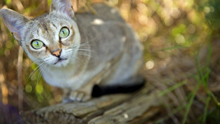 20 Best Cat Breeds for People Who Live an Active Lifestyle