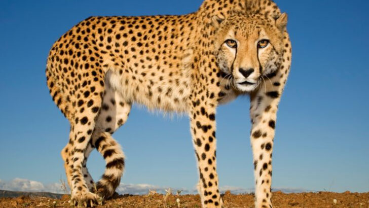15 Big Cats Known for Their Incredible Fur Patterns