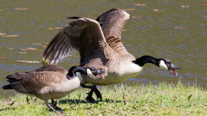 bird-species-that-are-becoming-unexpectedly-aggressive-in-suburban-neighborhoods