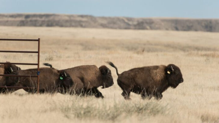 Bison Comebacks That Turned Abandoned Farmland Into Thriving Ranges