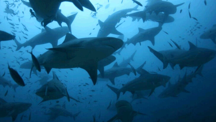 bull-shark-facts-that-explain-how-they-look-act-and-feed