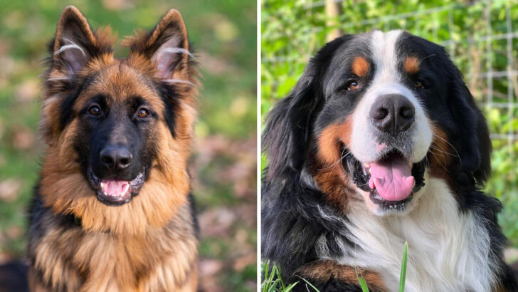 10 Calm Dog Breeds Least Likely to Get Aggressive (and 10 That Might)