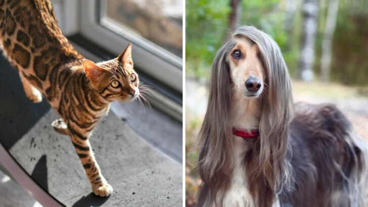 10 Cat Breeds and 10 Dog Breeds That Are Way Too High-Maintenance