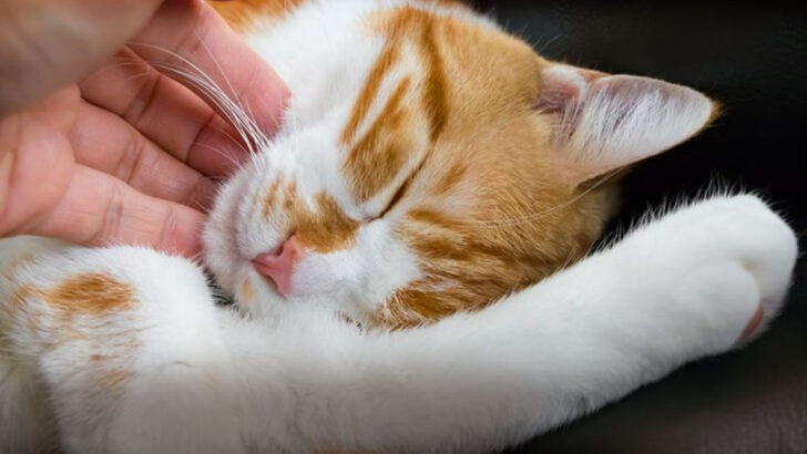 16 Cat Behaviors That Get Stronger the More You Respond to Them