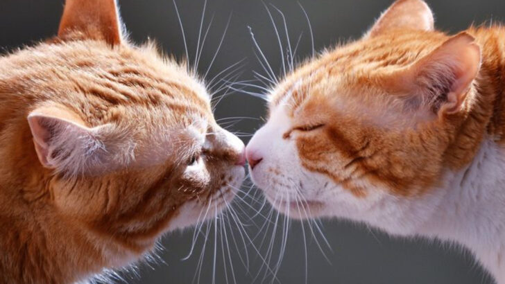 15 Cat Body Language Clues Decoded: What’s Behind the Quirks