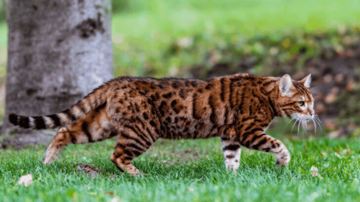 8 Cat Breeds Born to Hunt (and 8 That Prefer Room Service)
