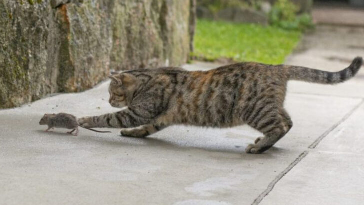 17 Cat Breeds Known for Their Incredible Hunting Abilities