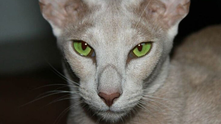 11 Cat Breeds Millennials Should Avoid (And 9 Perfect for Apartment Life)