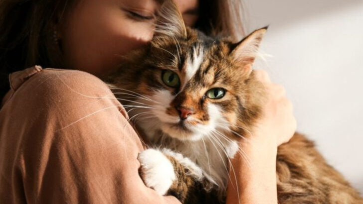 cat-breeds-perfect-for-people-dealing-with-depression-and-that-might-make-it-worse
