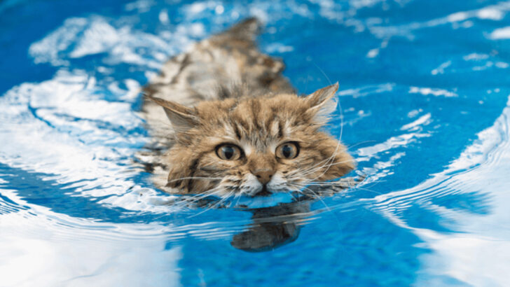 18 Cat Breeds That Actually Enjoy Water