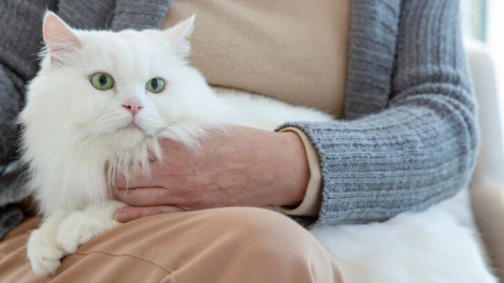 21 Cat Breeds That Bond With Their Owners Deeper Than Most Dogs Do