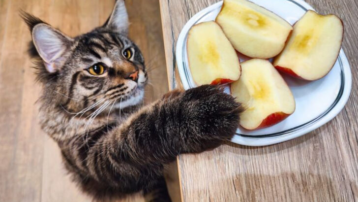 8 Cats That Can’t Resist Stealing Food (and 8 That Are Super Picky Eaters)