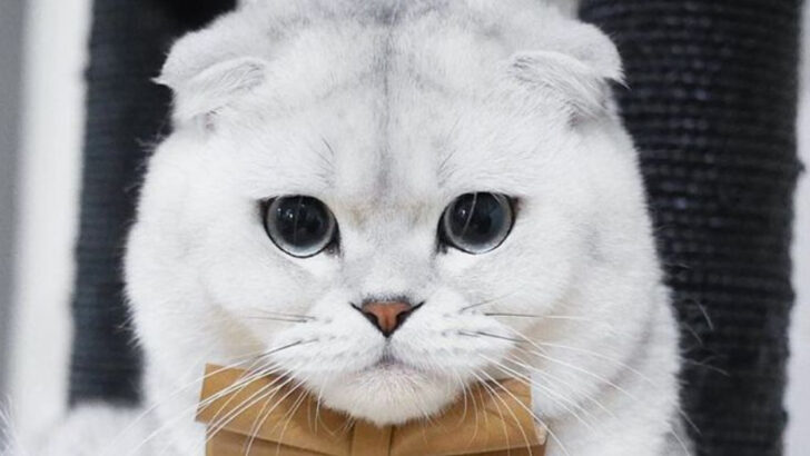 17 Cat Breeds That Only the Most Experienced Owners Can Handle