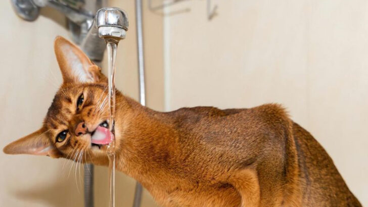 cat-breeds-who-are-absolute-drama-queens