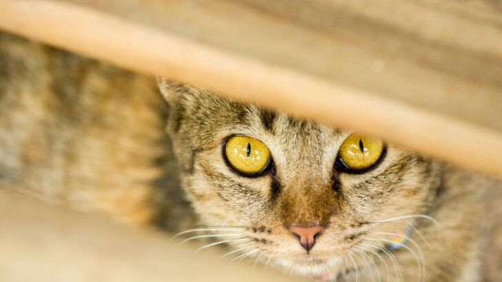 14 Cat Health Warning Signs Most Owners Miss (And When to Call the Vet Immediately)