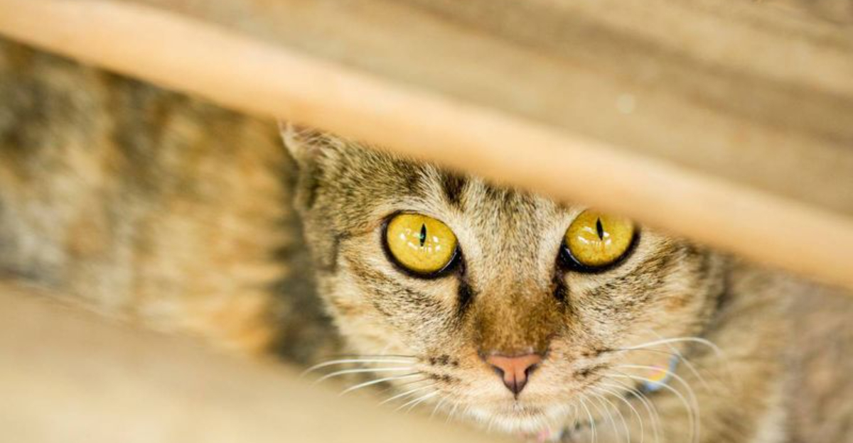 14 Cat Health Warning Signs Most Owners Miss (And When to Call the Vet ...
