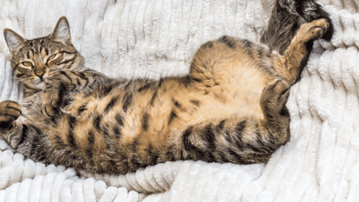 16 Ways Cats Communicate Their Needs That Often Get Misinterpreted as ‘Attitude’