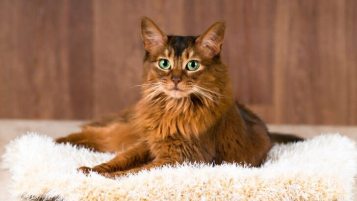 cats-that-will-ignore-you-all-day-until-they-need-something