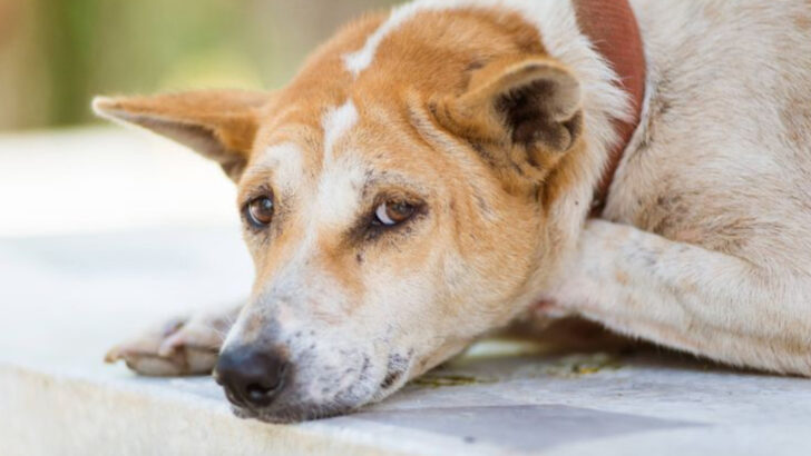 16 Changes You’ll Notice as Your Dog Ages (And What to Do About Them)