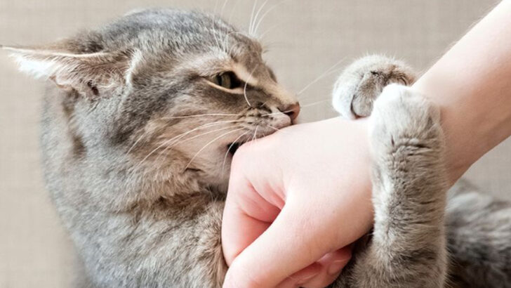 10 Common Mistakes That Create Aggressive Cats (and 5 Training Techniques That Foster Gentleness)