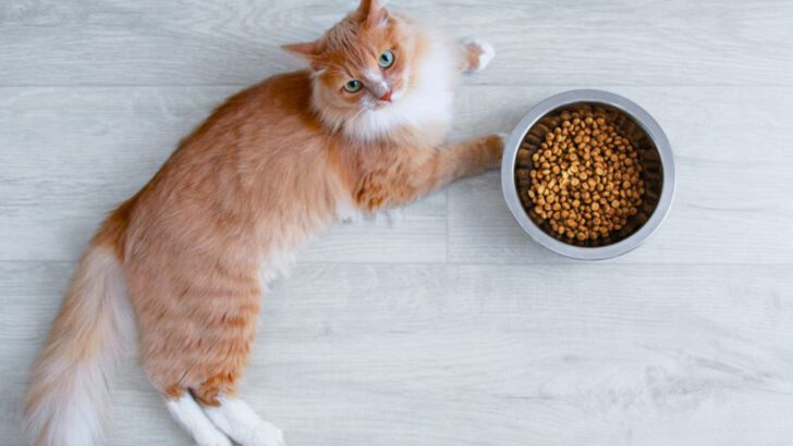 common-reasons-your-cat-isnt-eating-and-what-to-do-about-it