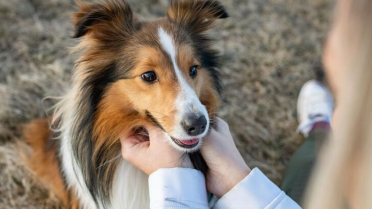 18 Companion Animals That Seem to Know When You Need Them Most