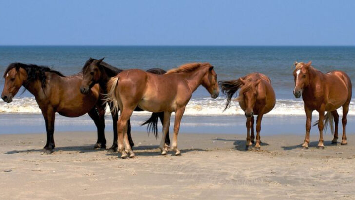 cool-facts-about-the-florida-cracker-horse