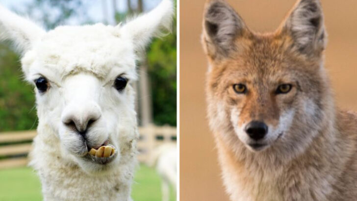 coyotes-hate-these-animals-that-can-keep-your-property-safe