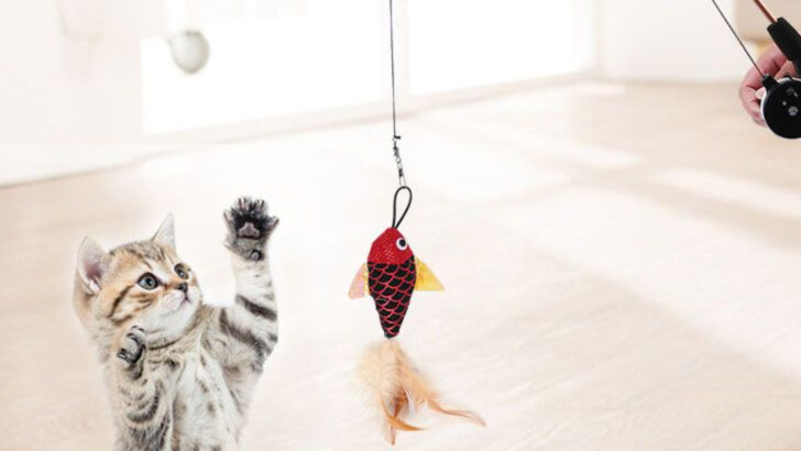 15 Creative Ways to Exercise Your Indoor Cat (Beyond the Laser Pointer)
