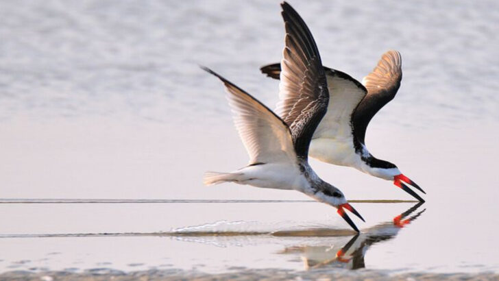 21 Creatures Now Thriving in the Chesapeake Bay After Years of Collapse