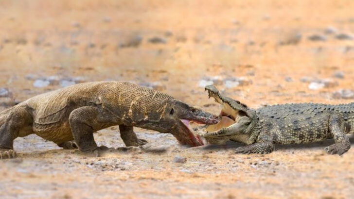 Crocodile vs Komodo Dragon: 12 Savage Facts That Reveal the Stronger Predator