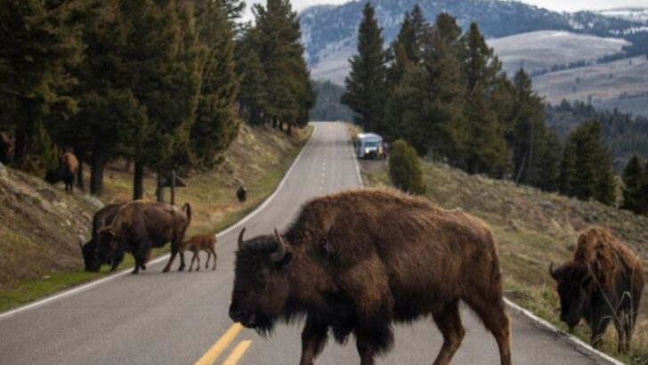 dangers-in-yellowstone-and-how-to-stay-safe-while-visiting