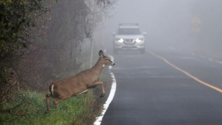 deadliest-animals-in-the-usa-by-death-toll