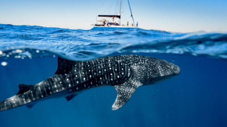 17 ‘Deadly’ Sharks That Have Never Actually Killed Anyone