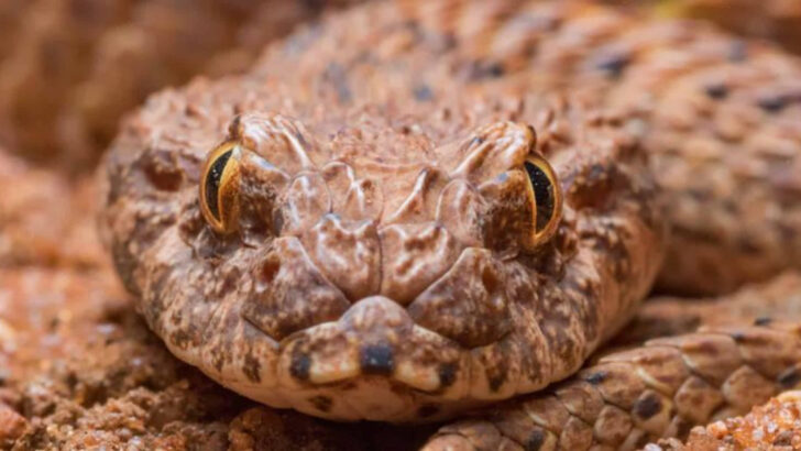 deadly-snakes-found-on-every-continent-around-the-world