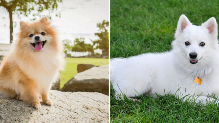 14 Distinct Features That Separate Pomeranians from American Eskimo Dogs