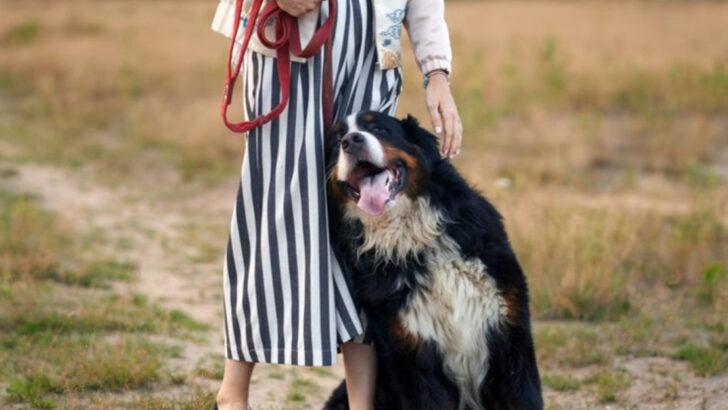 14 Dog Behaviors That Look Concerning But Are Actually Signs of Intelligence