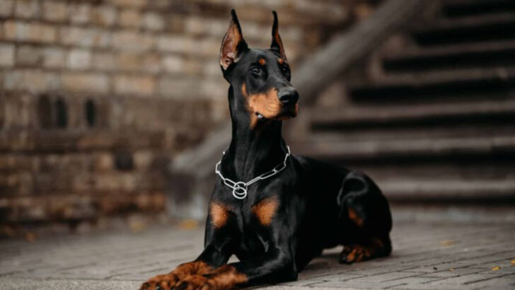 11 Dog Breeds Originally Developed for War (And How They Transitioned to Family Pets)