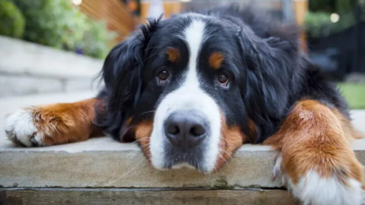 dog-breeds-that-actually-get-calmer-as-they-age-unlike-most-dogs