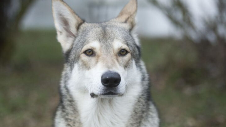 17 Dog Breeds That Are Just One Generation Away From Wolves